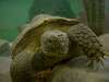 ueno_zoo_1075_mini.jpg