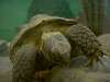 ueno_zoo_1077_mini.jpg