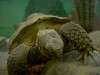 ueno_zoo_1078_mini.jpg