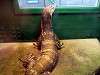 ueno_zoo_1079_mini.jpg