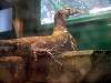 ueno_zoo_1081_mini.jpg