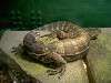 ueno_zoo_1084_mini.jpg