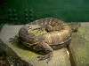 ueno_zoo_1085_mini.jpg