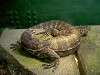 ueno_zoo_1086_mini.jpg
