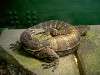 ueno_zoo_1087_mini.jpg