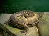 ueno_zoo_1089_mini.jpg