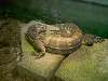 ueno_zoo_1090_mini.jpg