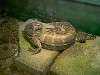 ueno_zoo_1091_mini.jpg