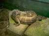 ueno_zoo_1092_mini.jpg