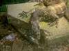 ueno_zoo_1094_mini.jpg