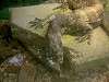 ueno_zoo_1096_mini.jpg