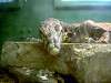 ueno_zoo_1099_mini.jpg