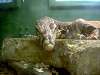 ueno_zoo_1101_mini.jpg