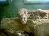 ueno_zoo_1102_mini.jpg