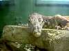 ueno_zoo_1103_mini.jpg