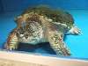 ueno_zoo_1109_mini.jpg