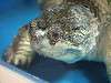 ueno_zoo_1110_mini.jpg