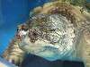 ueno_zoo_1112_mini.jpg