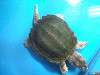 ueno_zoo_1113_mini.jpg