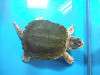 ueno_zoo_1114_mini.jpg