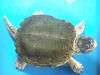 ueno_zoo_1115_mini.jpg
