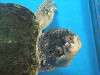 ueno_zoo_1116_mini.jpg