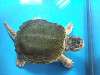 ueno_zoo_1117_mini.jpg