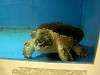 ueno_zoo_1118_mini.jpg