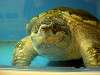 ueno_zoo_1119_mini.jpg