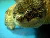 ueno_zoo_1120_mini.jpg