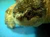 ueno_zoo_1121_mini.jpg