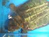 ueno_zoo_1123_mini.jpg