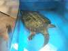 ueno_zoo_1124_mini.jpg
