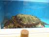 ueno_zoo_1125_mini.jpg