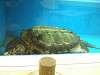 ueno_zoo_1126_mini.jpg