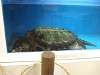 ueno_zoo_1127_mini.jpg
