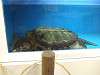 ueno_zoo_1128_mini.jpg