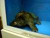 ueno_zoo_1132_mini.jpg