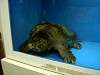 ueno_zoo_1134_mini.jpg
