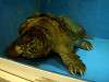 ueno_zoo_1135_mini.jpg