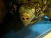 ueno_zoo_1136_mini.jpg
