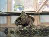 ueno_zoo_1139_mini.jpg