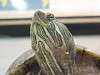 ueno_zoo_1140_mini.jpg