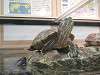 ueno_zoo_1141_mini.jpg