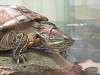 ueno_zoo_1142_mini.jpg