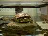 ueno_zoo_1144_mini.jpg