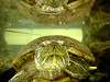 ueno_zoo_1148_mini.jpg