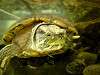 ueno_zoo_1149_mini.jpg