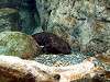 ueno_zoo_1152_mini.jpg