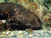 ueno_zoo_1155_mini.jpg